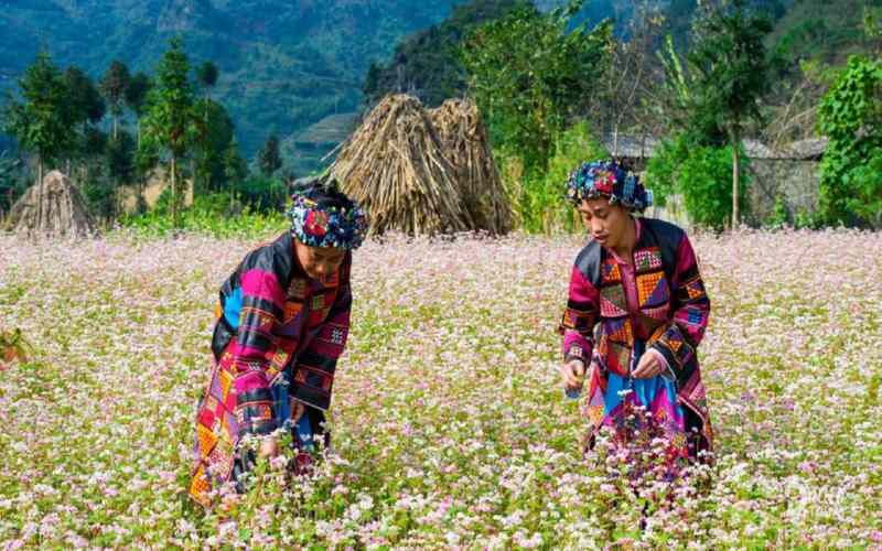 Ngắm hoa tam giác mạch ở bản Phó Bảng