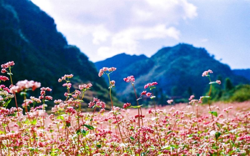 Mùa hoa tam giác mạch vào tháng 10-11